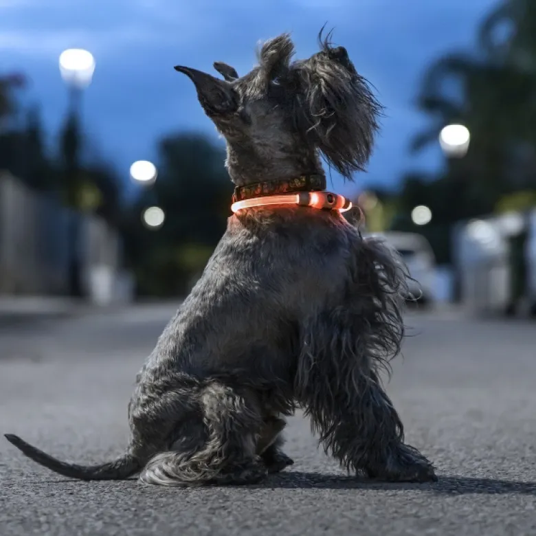 Świecąca obroża LED dla zwierząt InnovaGoods